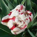 Tulipa double tardive 'Carnaval de Nice' PB 5